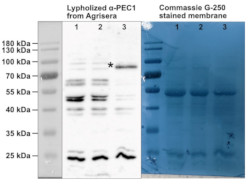 PEC1 | Plastid Envelope Channel  1 in the group Antibodies Plant/Algal  / Compartment Markers / Chloroplast marker / Chloroplast inner envelope membrane at Agrisera AB (Antibodies for research) (AS21 4528)
